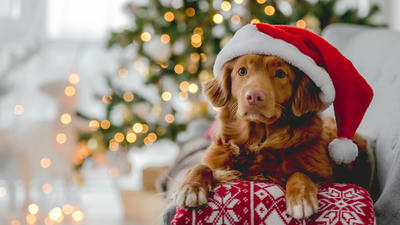 Celebrating Your Pet: Fun Ways to Include Them in Family Events