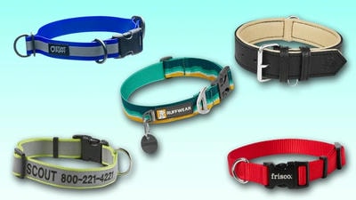 Choosing the Right Dog Collar: A Review of the Best Styles and Brands