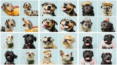 Creating DIY Pet Photo Booths: Fun Setups for Memorable Shots