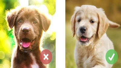 Editing Tips for Pet Photos: How to Enhance Your Images for a Professional Look