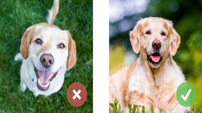 Editing Tips for Pet Photos: How to Enhance Your Images for a Professional Look