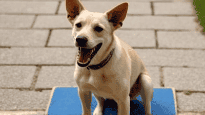 Evaluating the Best Dog Training Pads: Which Ones Truly Absorb?