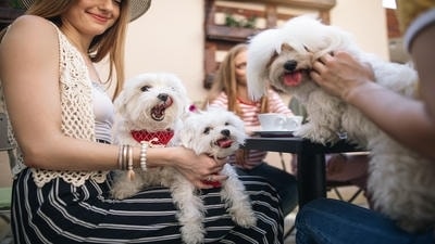 Finding Local Pet Events: How to Connect with Other Pet Owners in Your Community