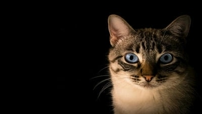 Focusing on Eyes: Why the Eyes are the Window to Your Pet's Soul in Photos