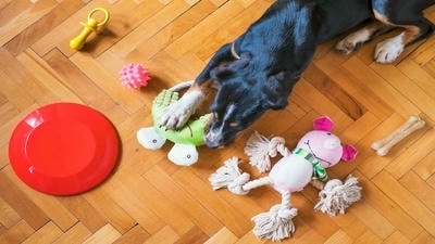 Fun DIY Projects for Pet Owners: Crafting Toys and Accessories for Your Furry Friend