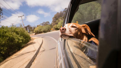 How to Keep Your Pet Calm and Comfortable on Long Journeys