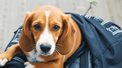 How to Set Up a Pet Travel Kit: Essentials for Any Journey