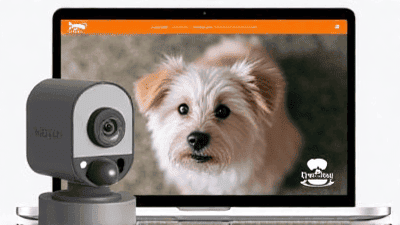 Pet Camera Reviews: Keeping an Eye on Your Furry Friends While You're Away