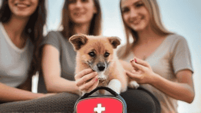 Pet First Aid Kits: What to Look for and Our Top Recommendations