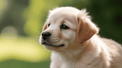 Potty Training Your Puppy: Techniques for Quick Success