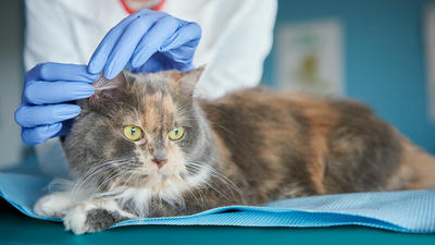 Preventing Parasites: A Year-Round Plan for Pet Wellness