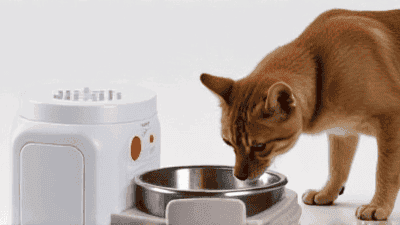Reviewing the Best Automatic Pet Feeders: Convenience for Busy Pet Owners