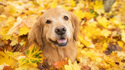 Seasonal Fun: Activities to Enjoy with Your Pet Year-Round