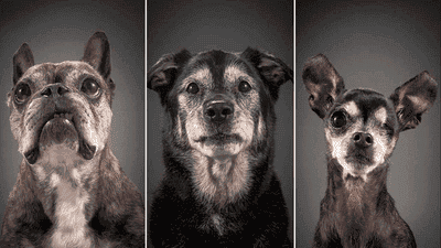 Taking Portraits of Older Pets: Tips for Celebrating Their Unique Beauty