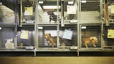 The Importance of Spaying and Neutering: Reducing Shelter Overpopulation
