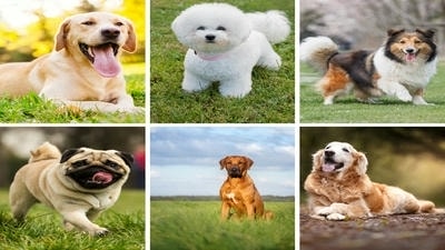 Top 5 Family-Friendly Dog Breeds for Households with Young Kids