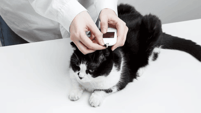 Understanding Canine and Feline Diabetes: Symptoms and Management