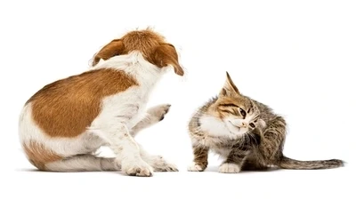 Understanding Pet Allergies: Common Triggers and How to Alleviate Symptoms