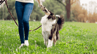 Urban Pet Life: Tips for Raising a Happy Pet in the City